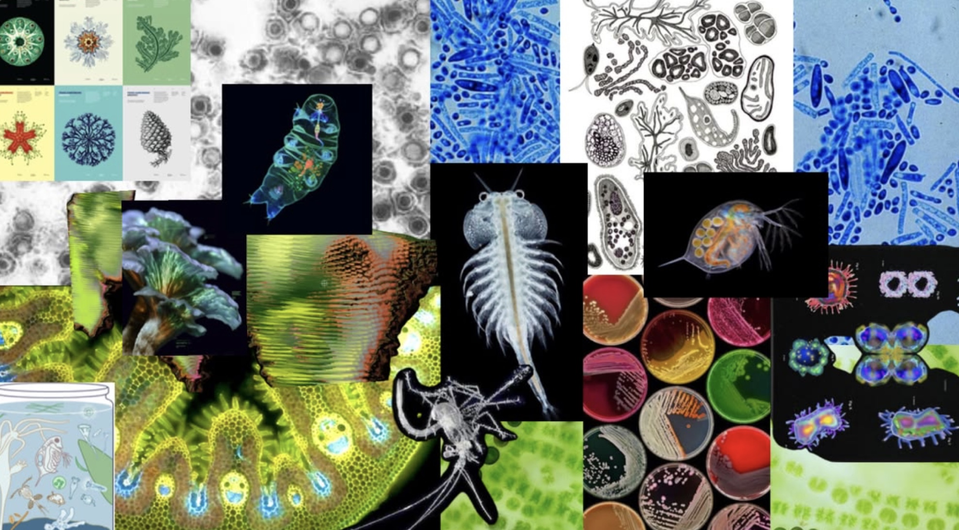 Ecology moodboard, reference organisms and visuals